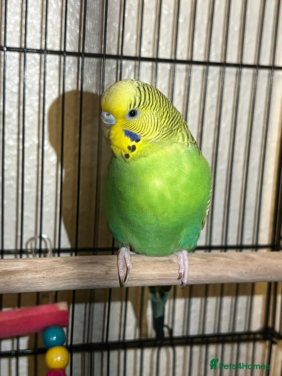 Budgerigars birds for sale: Green beatiful budgie waiting to be re-homed! - Advert 5