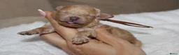 Poochon dogs for sale: F1 Poochon puppies Health Tested parents  - Advert 16