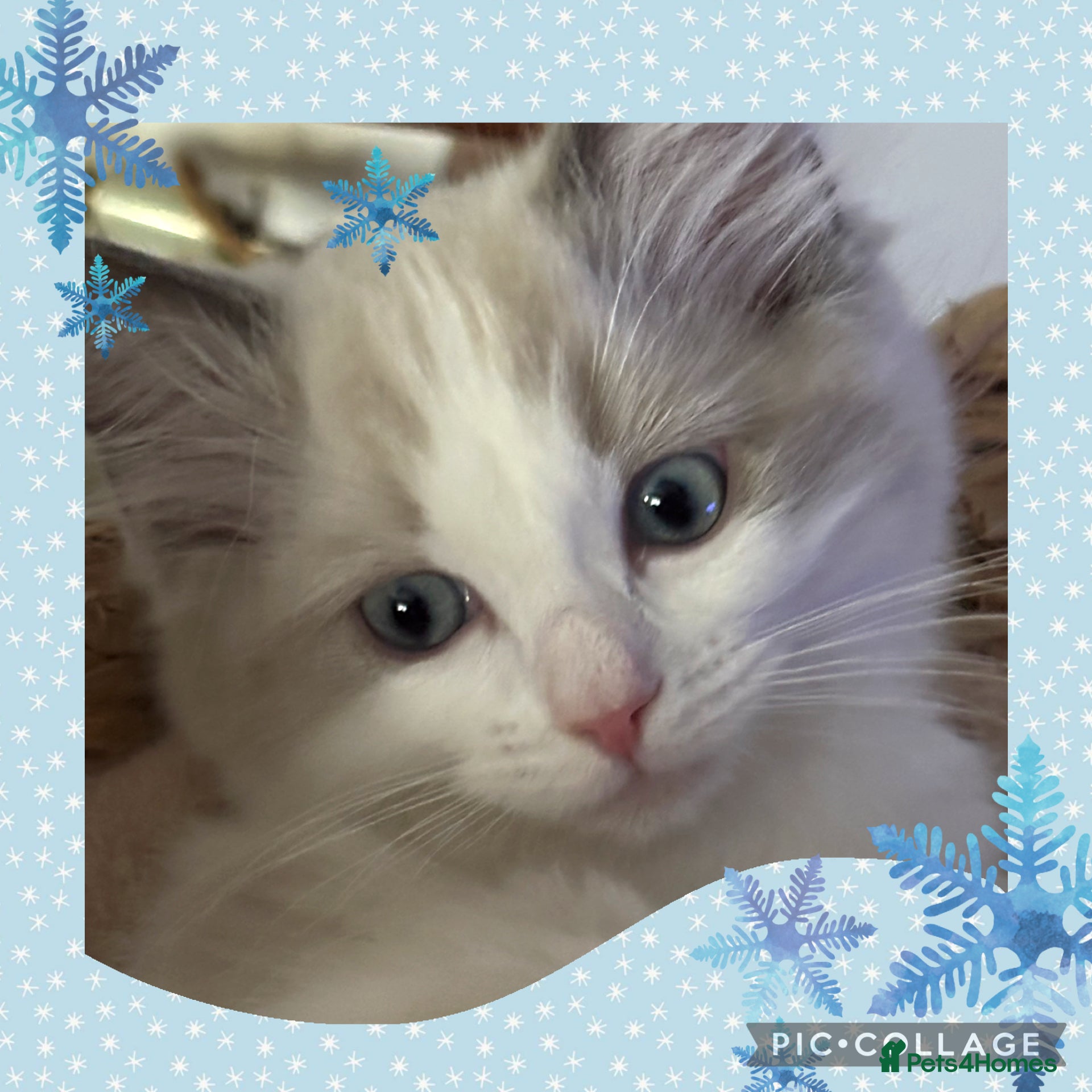 Ragdoll cats 💙Last GCCF Ragdoll Boy left - Blue bicolour  - Advert 8