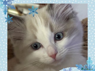 Ragdoll cats 💙Last GCCF Ragdoll Boy left - Blue bicolour - Advert 3