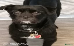 Patterjack dogs for adoption: Rocco is a gorgeous young Patterjack - Image 1