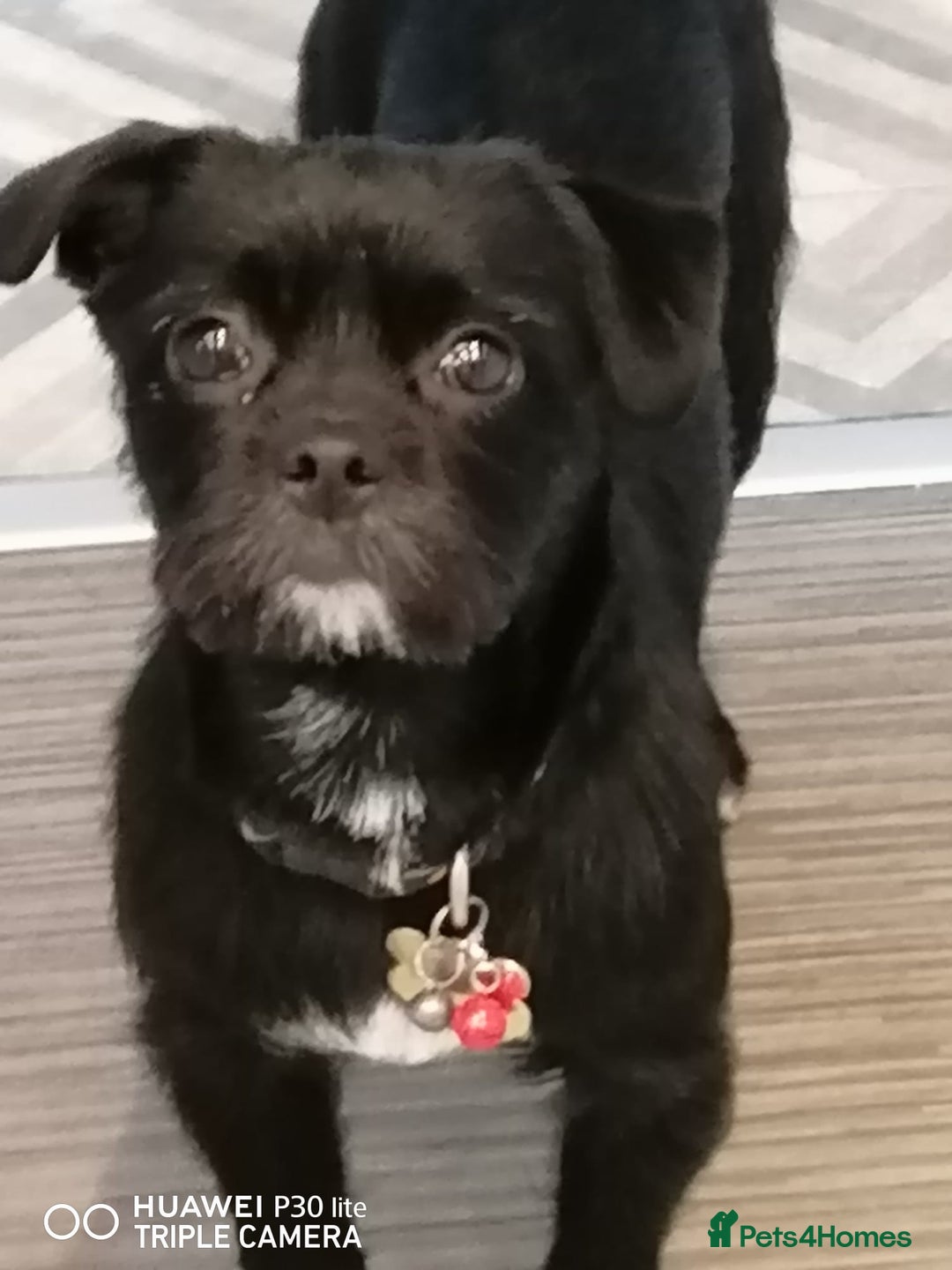 Patterjack dogs for adoption: Rocco is a gorgeous young Patterjack - Image 1