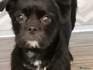Patterjack dogs - Advert 16