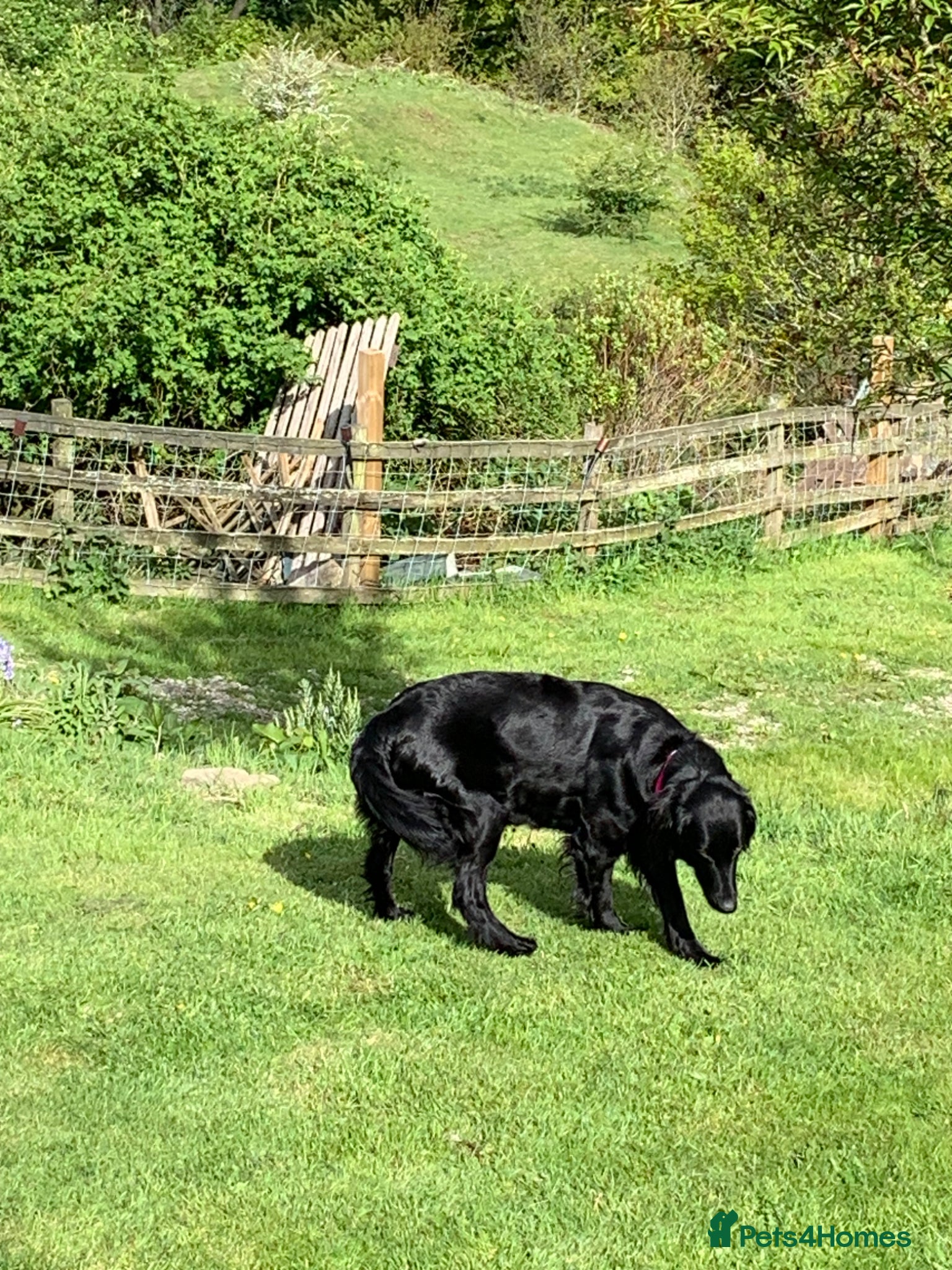 Flat coated Retriever dogs for sale: Adorable Flat Coated Retriever Puppies  - Advert 8