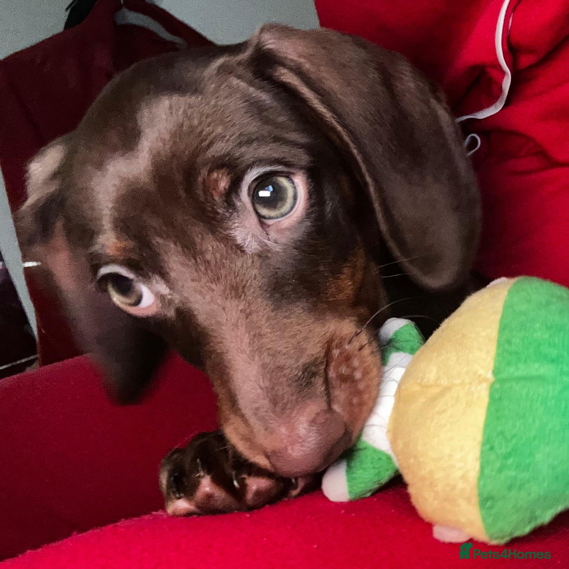 Miniature Dachshund dogs Mini dachshunds  - Advert 11