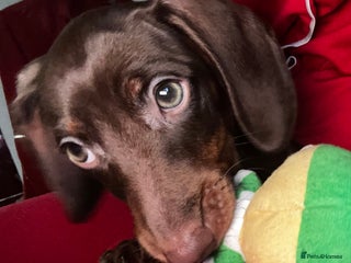 Miniature Dachshund dogs Mini dachshunds - Advert 11