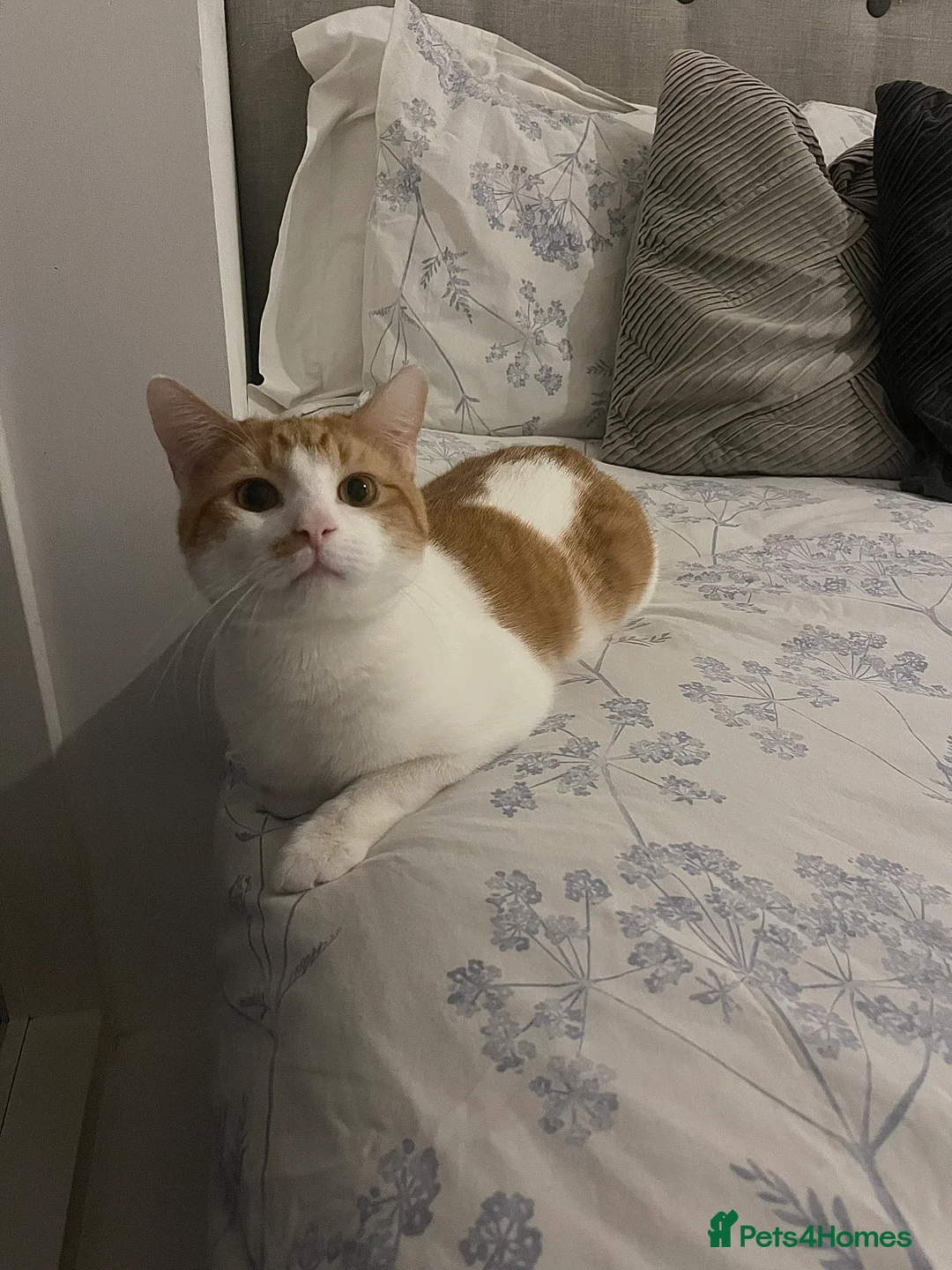 Russian Blue cats for sale: russian blue x domestic shorthair  - Advert 7