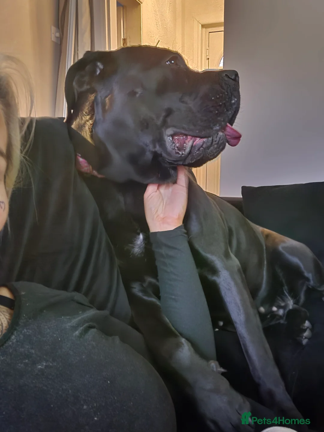 Cane Corso dogs for sale: Sad sale in Knottingley - Advert 1