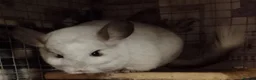 Chinchilla rodents for sale: Adult female RPA/RPAc bonded pair  - Advert 2