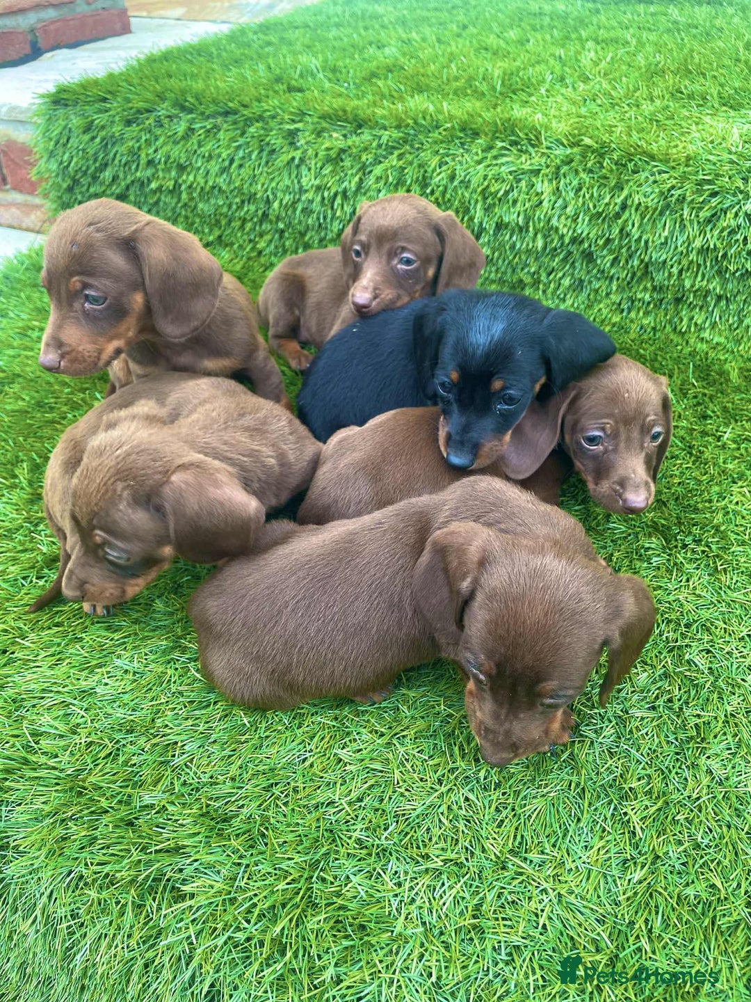 Miniature Dachshund dogs for sale: Miniature daschunds - Image 5