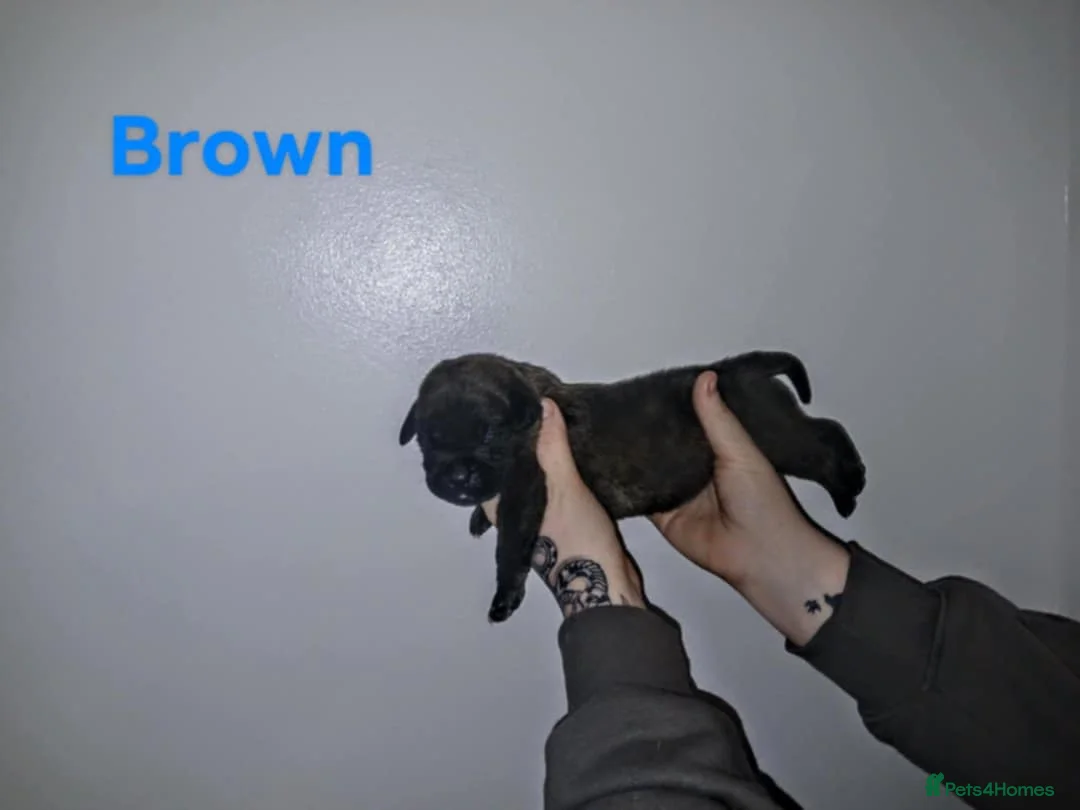 Mixed Breed dogs for sale: CANE CORSO X PRESA CANARIO PUPS £750 - Advert 25