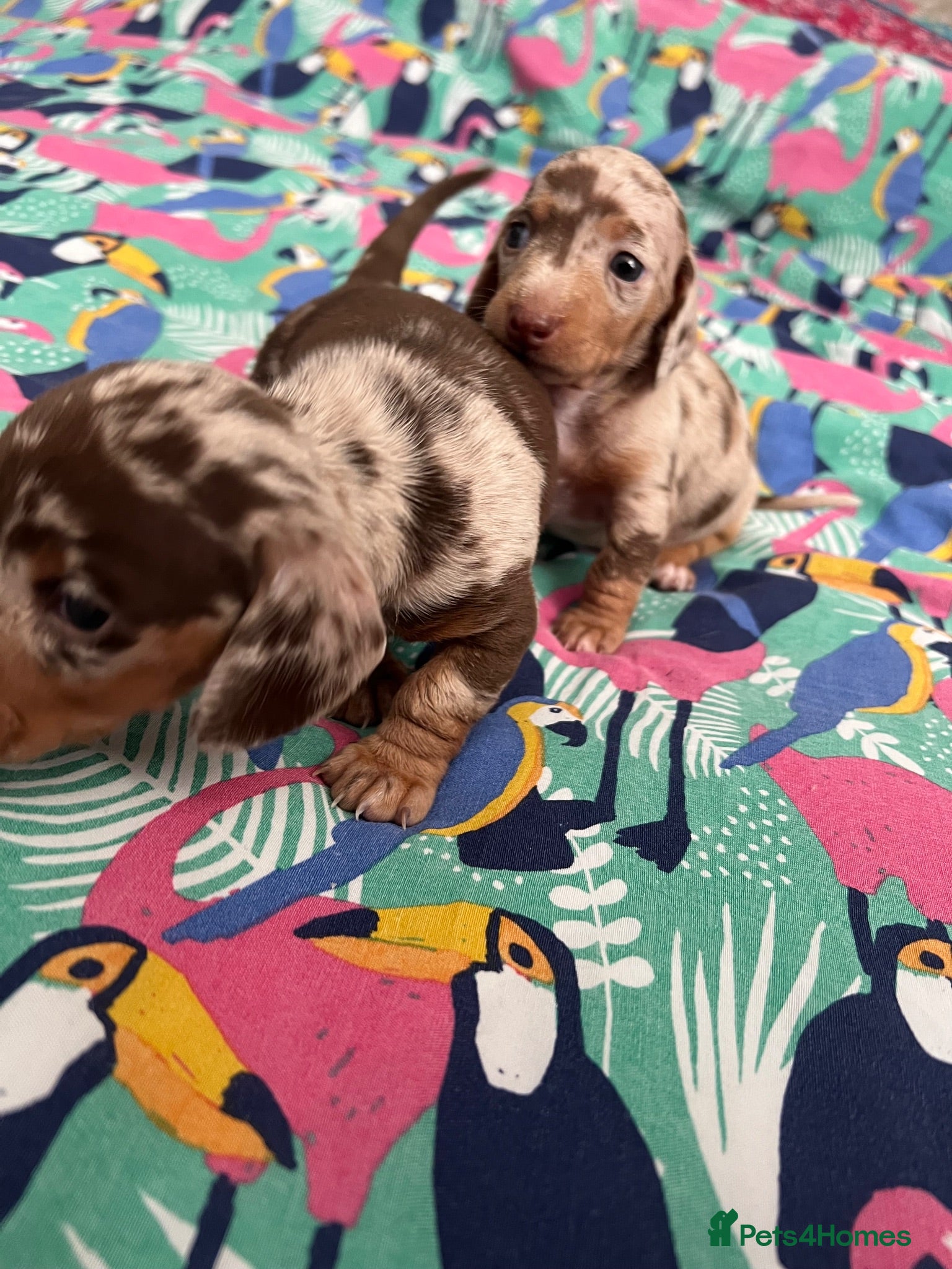 Miniature Dachshund dogs Dapple miniature dachshunds  - Advert 2
