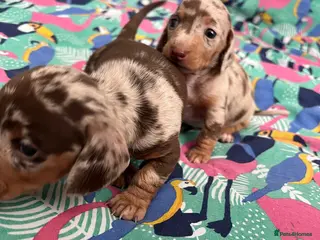 Miniature Dachshund dogs Dapple miniature dachshunds - Advert 2