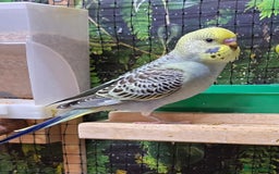 Budgerigars birds for sale: Young budgerigars for sale. - Image 19