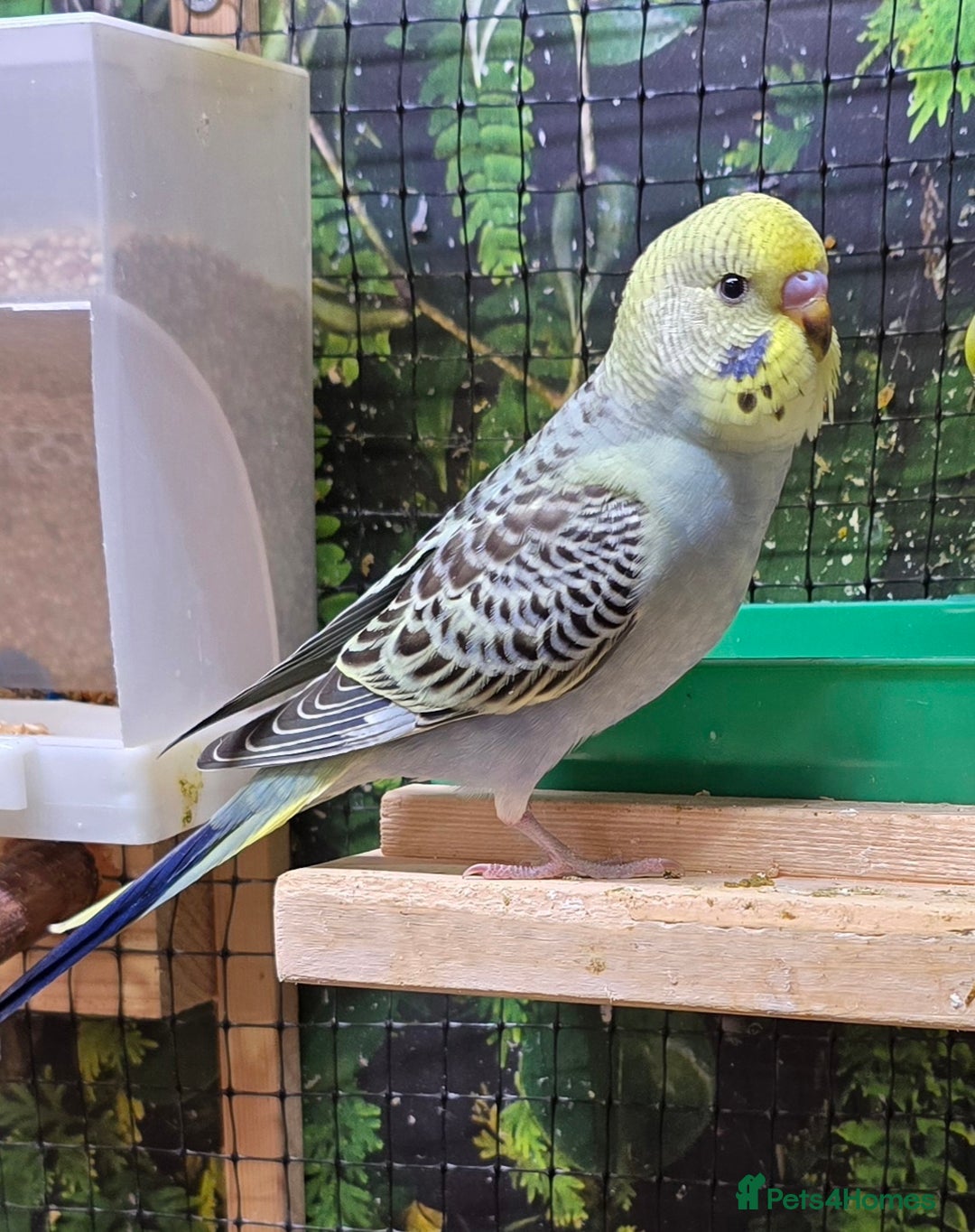 Budgerigars birds for sale: Young budgerigars for sale. - Image 19
