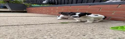 Jack Russell dogs for sale: 3 beautiful Jack Russell girls - Advert 31