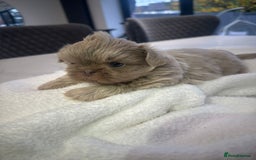 Shih Tzu dogs for sale: 🐶Imperial ShihTzu Puppies–Exceptional Bloodline🐶 - Image 19