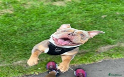 Olde English Bulldogge dogs for stud: LILAC TRI CARRYING FLUFFY - Image 2