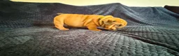 English Bulldog dogs for sale: Quality English bulldogs  - Advert 10