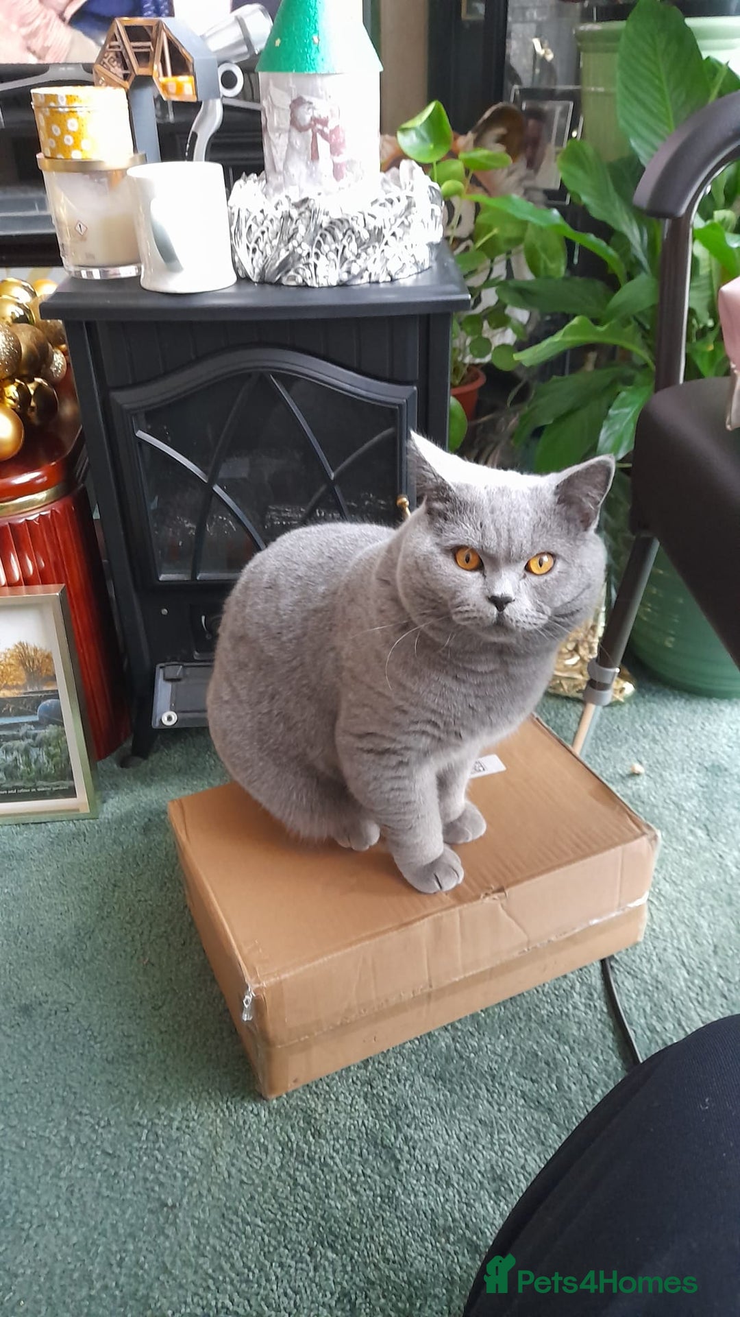 British Shorthair cats for sale: Beautiful British Blue Shorthair Male – 1 Yr Old - Advert 16