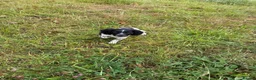 English Springer Spaniel dogs for sale: KC Registered English Springer Spaniel Pups  - Advert 6