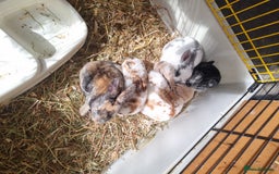 Rex rabbits for sale: Mini rex babies available  - Image 9