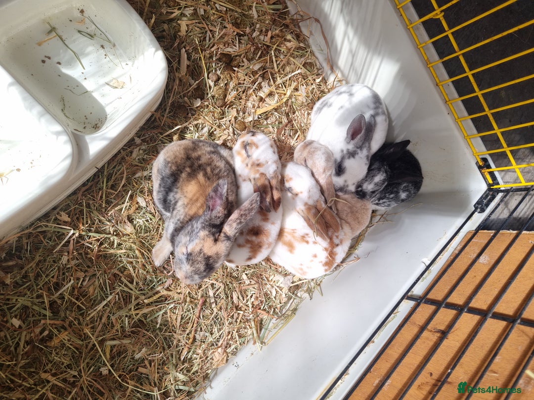 Rex rabbits for sale: Mini rex babies available  - Image 9