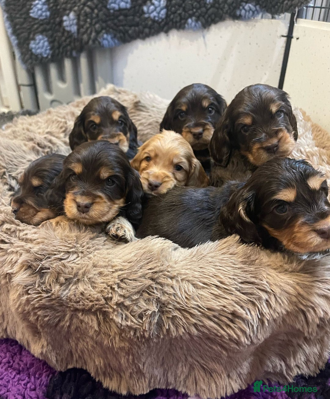 Cocker Spaniel dogs for sale: Golden Male Show Cocker Spaniel - Image 11