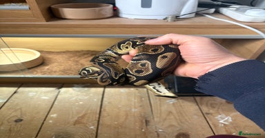 Python Snake reptiles - Advert 5