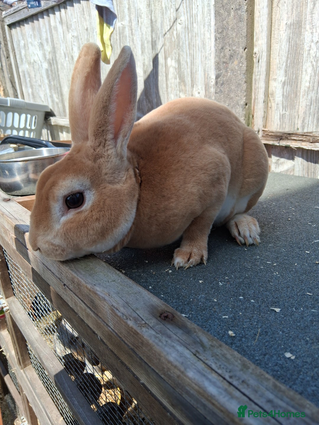 Mixed Breed rabbits for sale: Rabbits, guinea pigs and gerbil  - Image 12