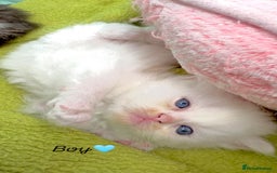 Persian cats for sale: Pure breed Rare Colours Gorgeous Persian Kittens  - Image 6