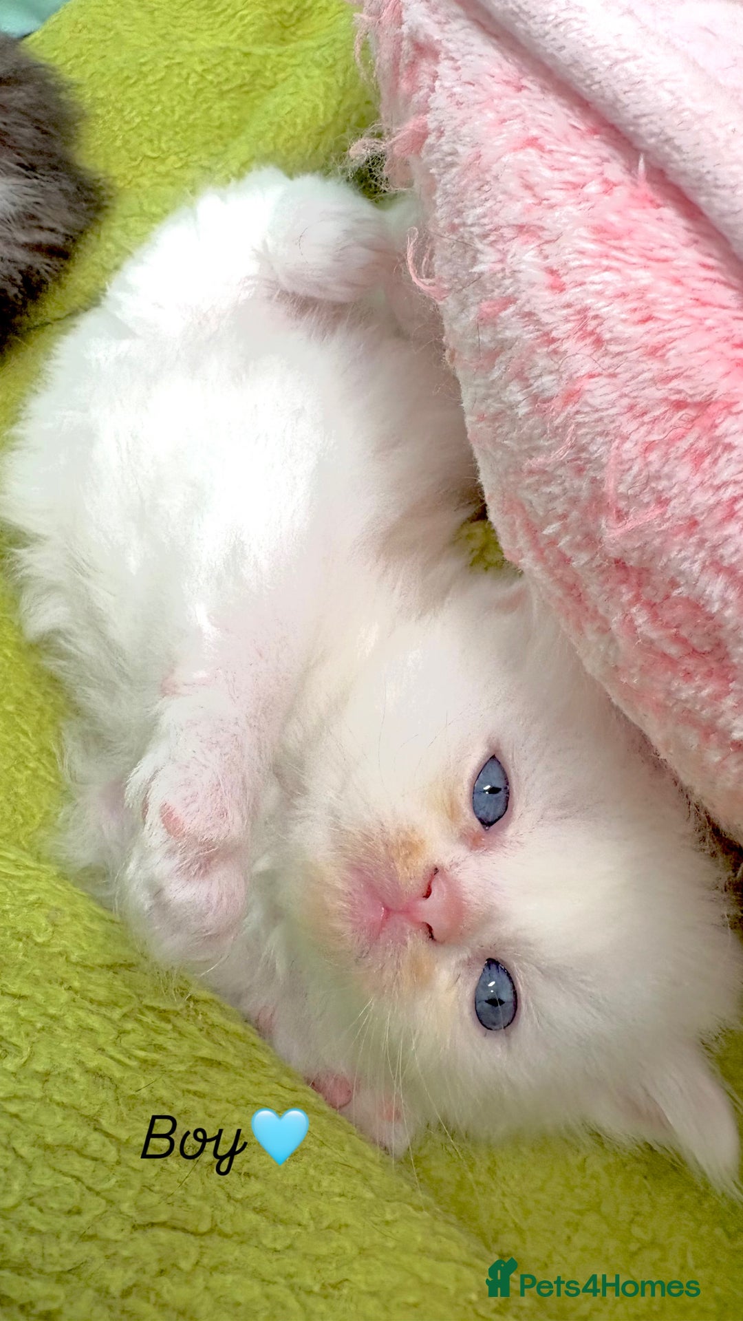 Persian cats for sale: Pure breed Rare Colours Gorgeous Persian Kittens  - Image 6