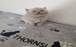 British Shorthair cats for sale: British shorthair GCCF pedigree ready christmas - Image 16