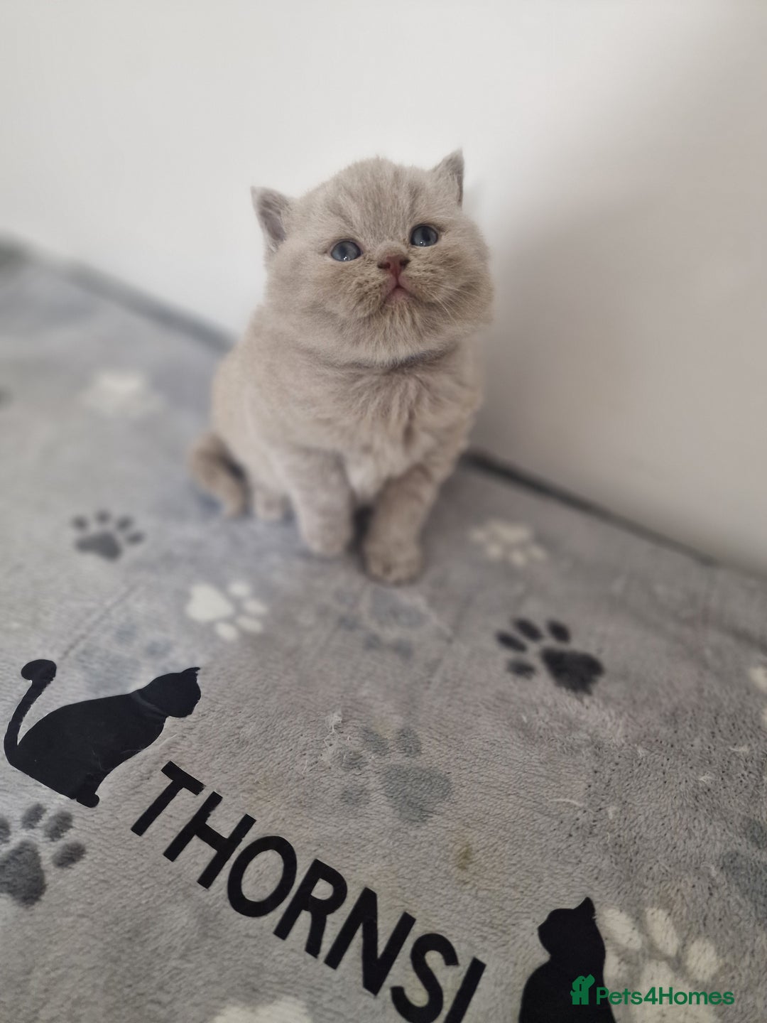 British Shorthair cats for sale: British shorthair GCCF pedigree ready christmas - Image 16