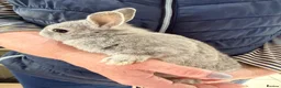 Netherland Dwarf rabbits for sale: Netherlands Dwarfs - Advert 2