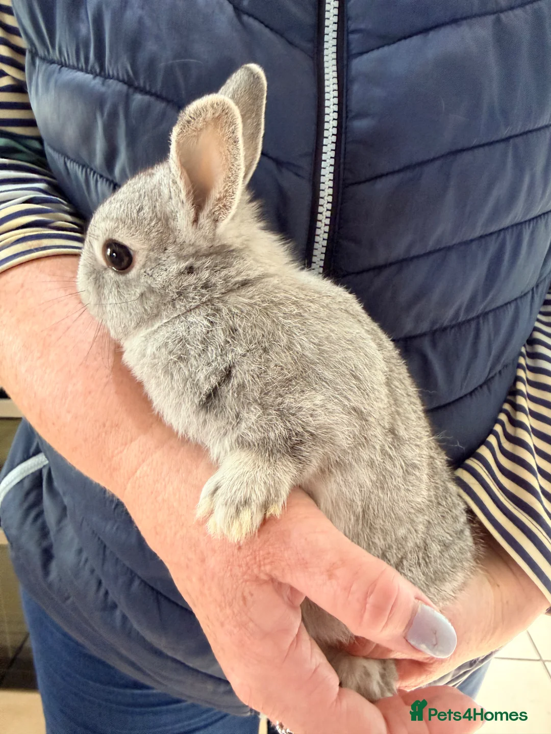 Netherland Dwarf rabbits for sale: Netherlands Dwarfs - Advert 2