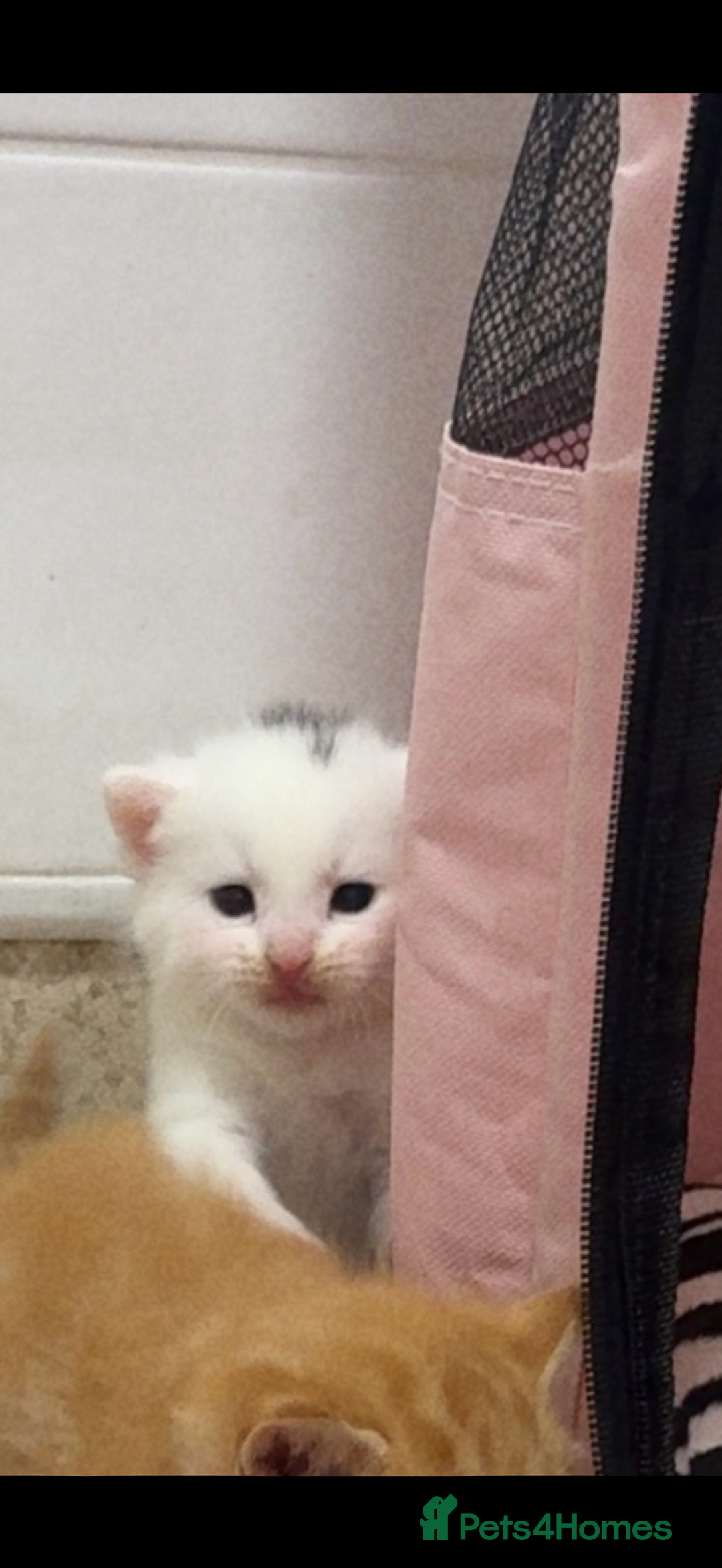 British Shorthair cats for sale: Beautiful kittens  - Image 13