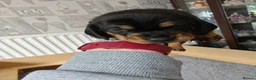 Dachshund dogs for sale: Dachshund Puppies in Redditch - Advert 11