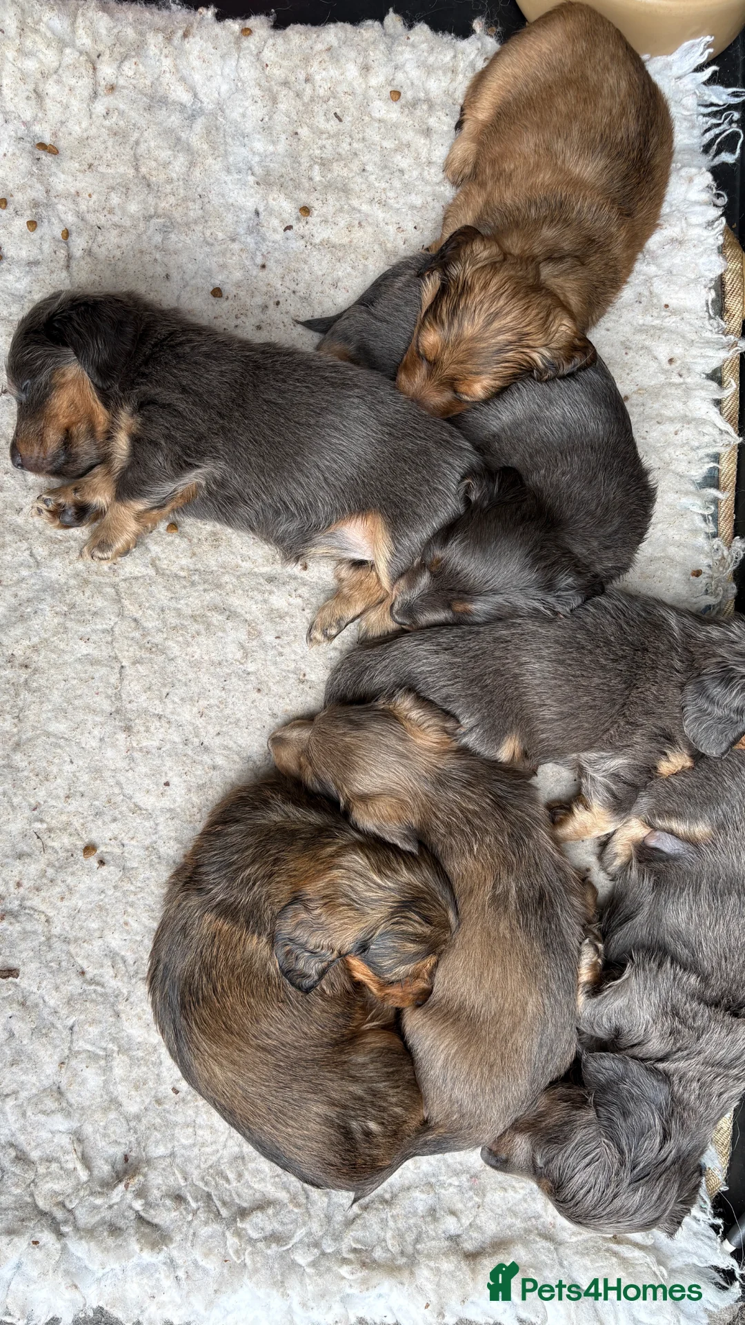 Miniature Dachshund dogs for sale: ♥️💙 LONG COAT DAXIS 💙♥️ in Chester - Advert 2