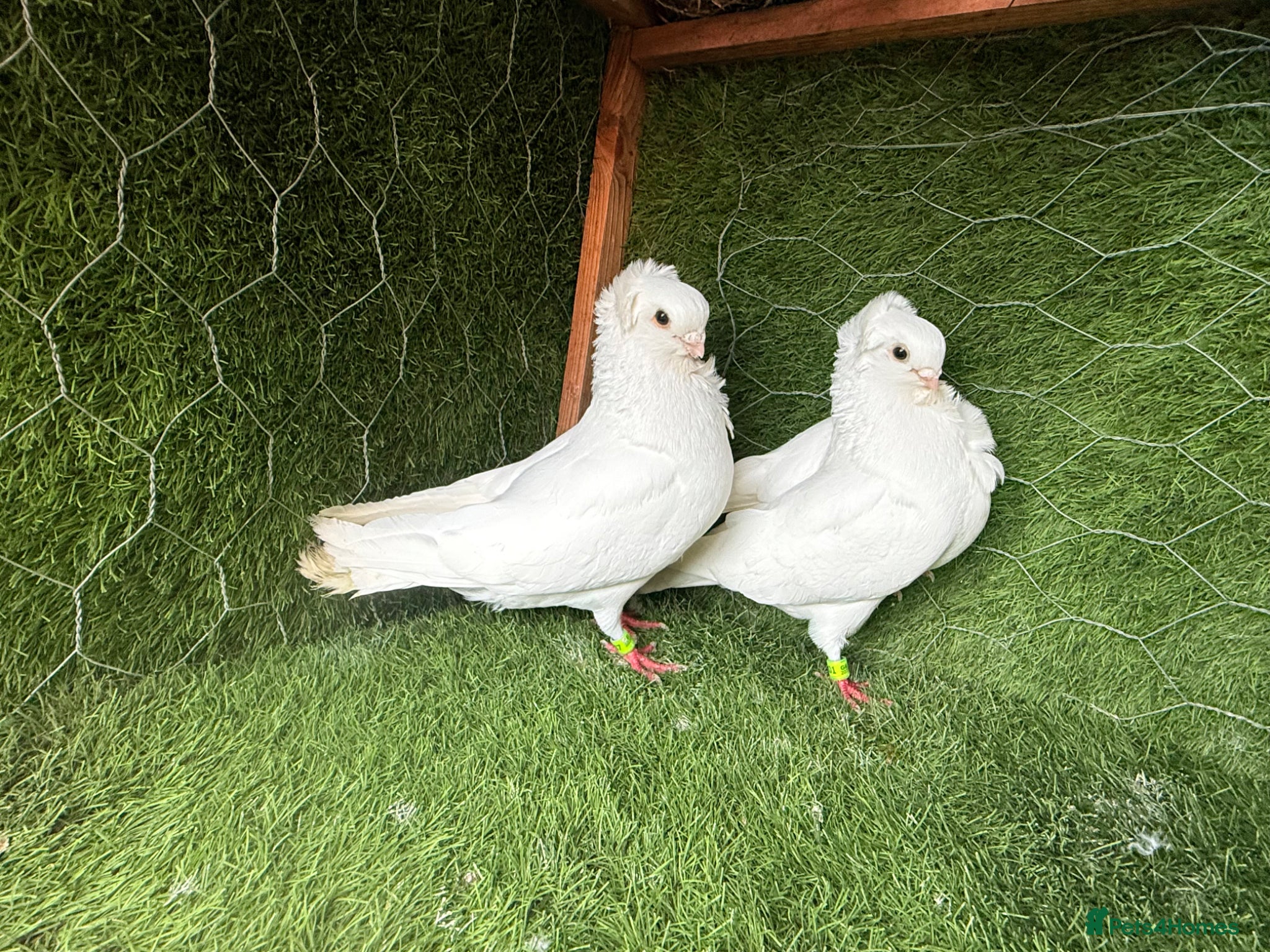 Pigeons birds Beautiful Vaccinated Breeding Pigeons – Ready Now - Advert 2