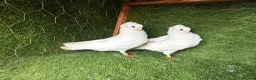 Pigeons birds for sale: Premium Breeding Pigeons Top Quality Pairs Availab - Advert 24