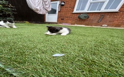 European cats for sale: Cat is looking for a new family  - Image 3
