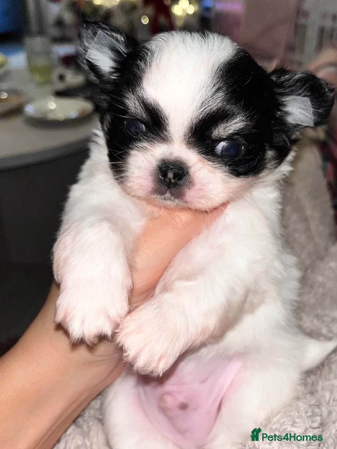 Chihuahua dogs for sale: Long Coat Chihuahua Boys Outstanding Quality ⭐️ - Advert 8
