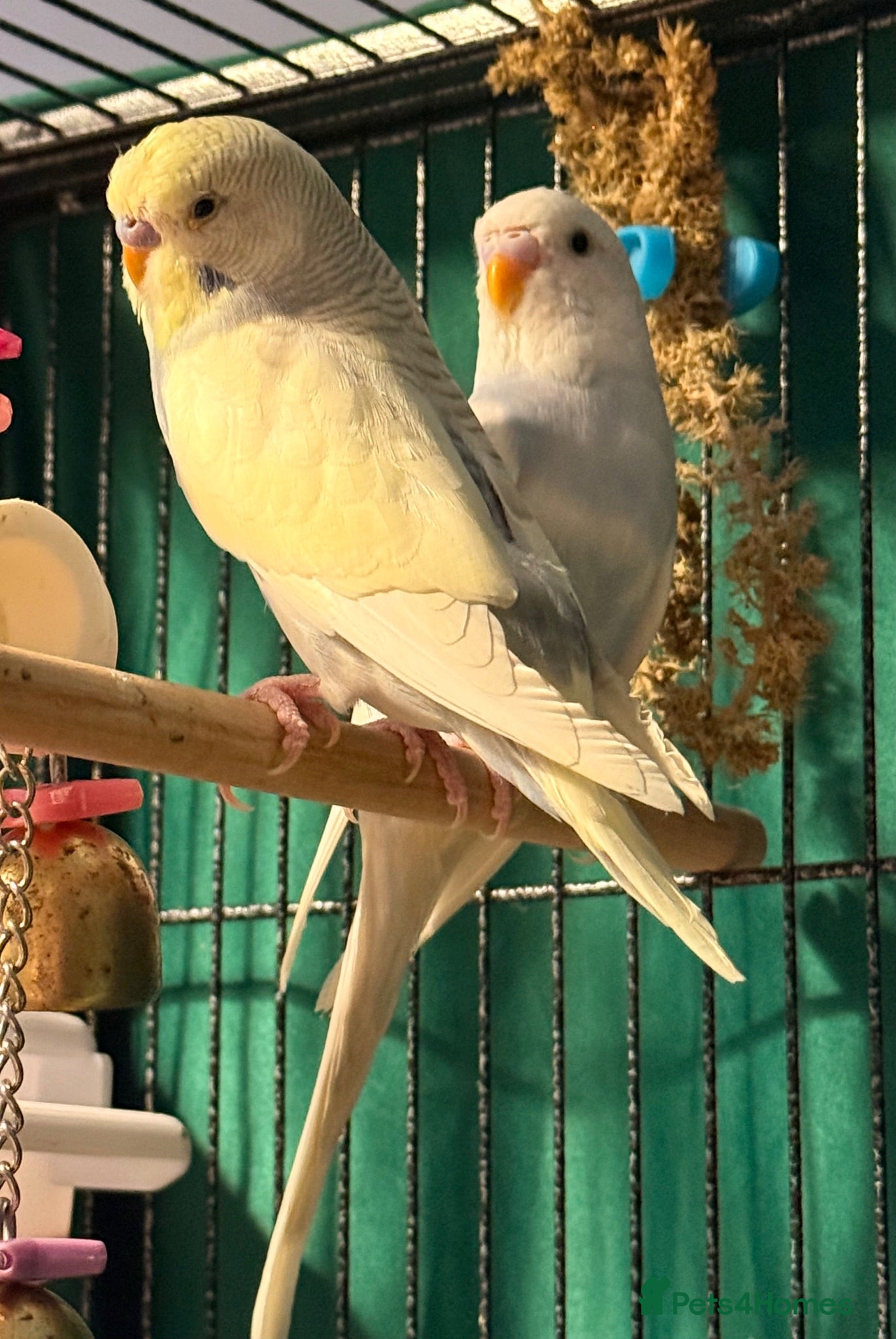 Budgerigars birds pair of bonded young budgies wa7 area  - Advert 1