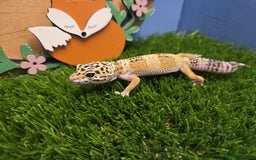 Gecko reptiles for sale: Baby Leopard Gecko Reptile  - Image 6