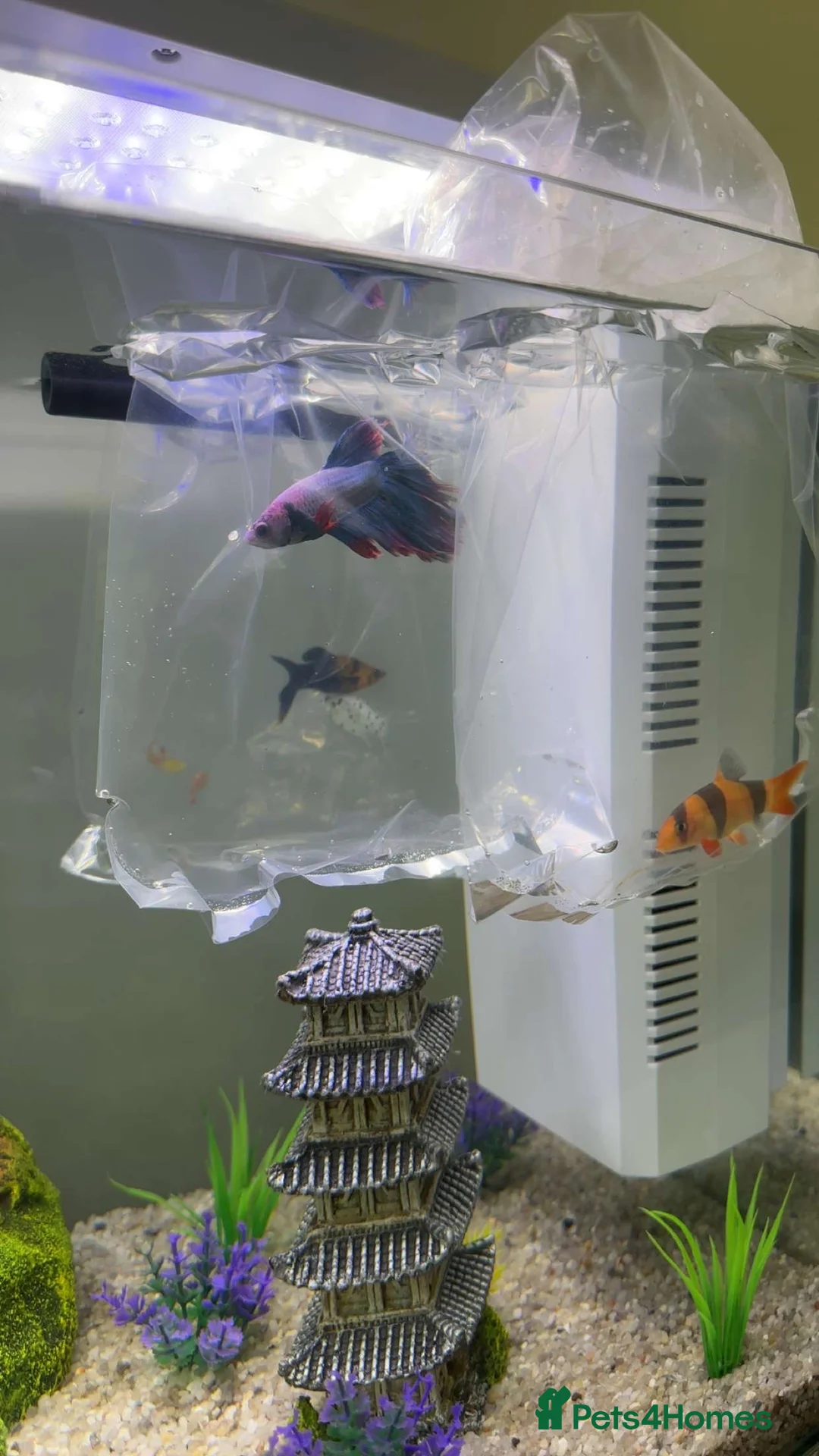 Other/Mixed Breed fish for sale: Fish tank and mixed selection of fish - Advert 2