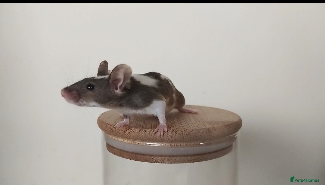 Mouse rodents for sale: 🐭 Female Mice Available for Adoption 🐭 - Image 23
