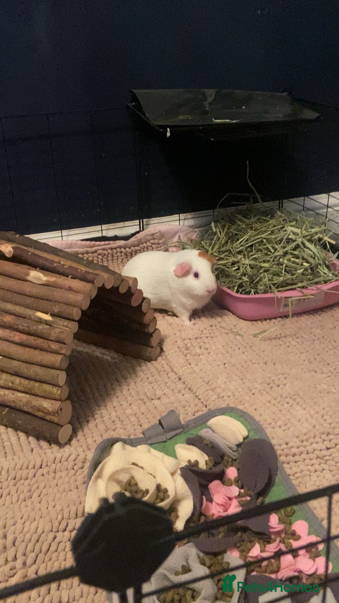 Guinea Pig rodents for sale: Three female guinea pigs  - Advert 3