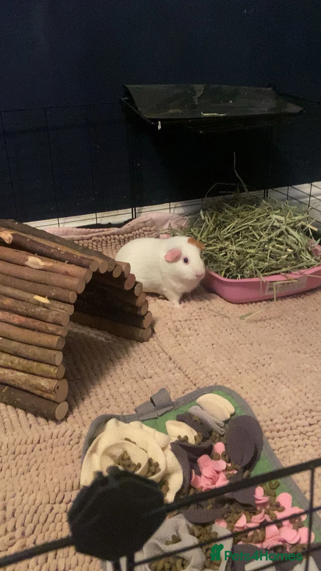 Guinea Pig rodents for sale: Three female guinea pigs  - Advert 3