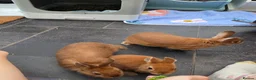 Netherland Dwarf rabbits for sale: Netherland Dwarf rabbits ready for their new homes - Advert 4
